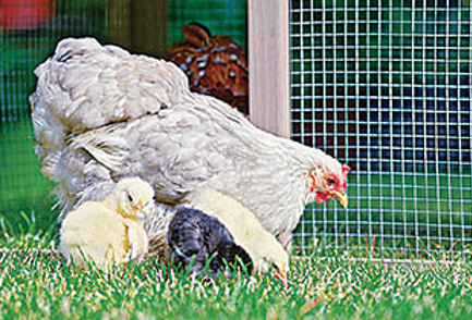 Alimentation pour animaux de la basse-cour & poule - Jardiland