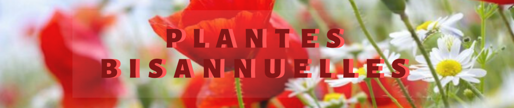 Plantes Bisannuelle
