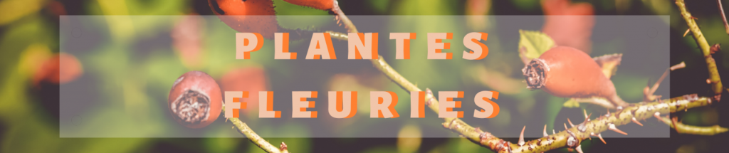 Plantes Fleuries