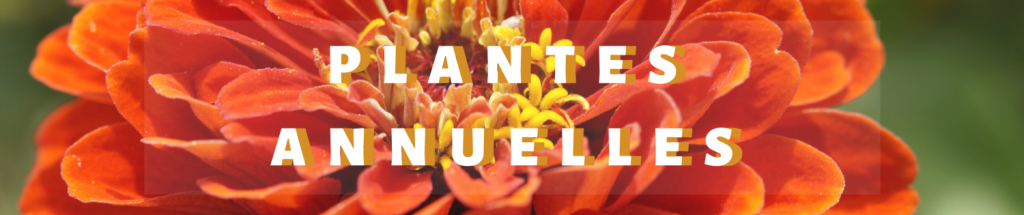 Plantes Annuelles