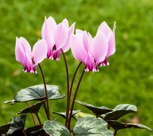 Cyclamen