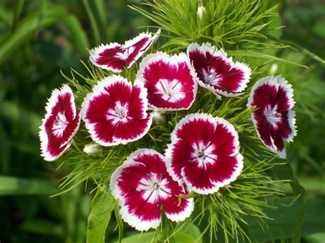 Dianthus fleur vivace