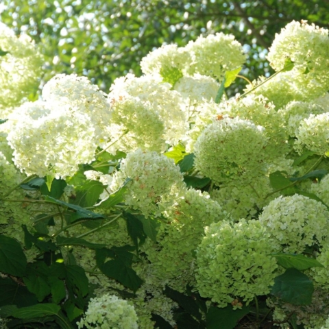 Hortensia