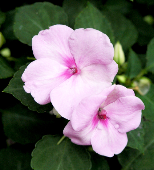 Impatiens