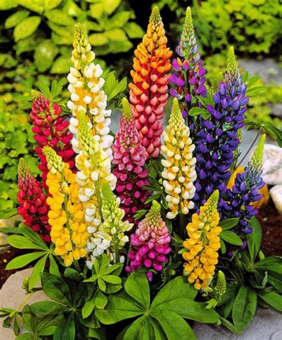 Lupins vivaces