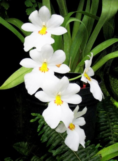 Miltonia