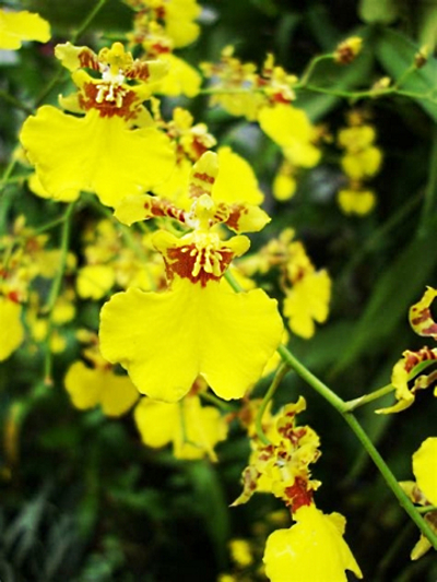 Oncidium