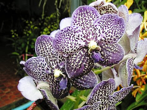 Vanda