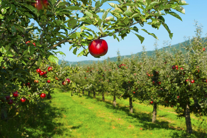 Arbres fruitiers