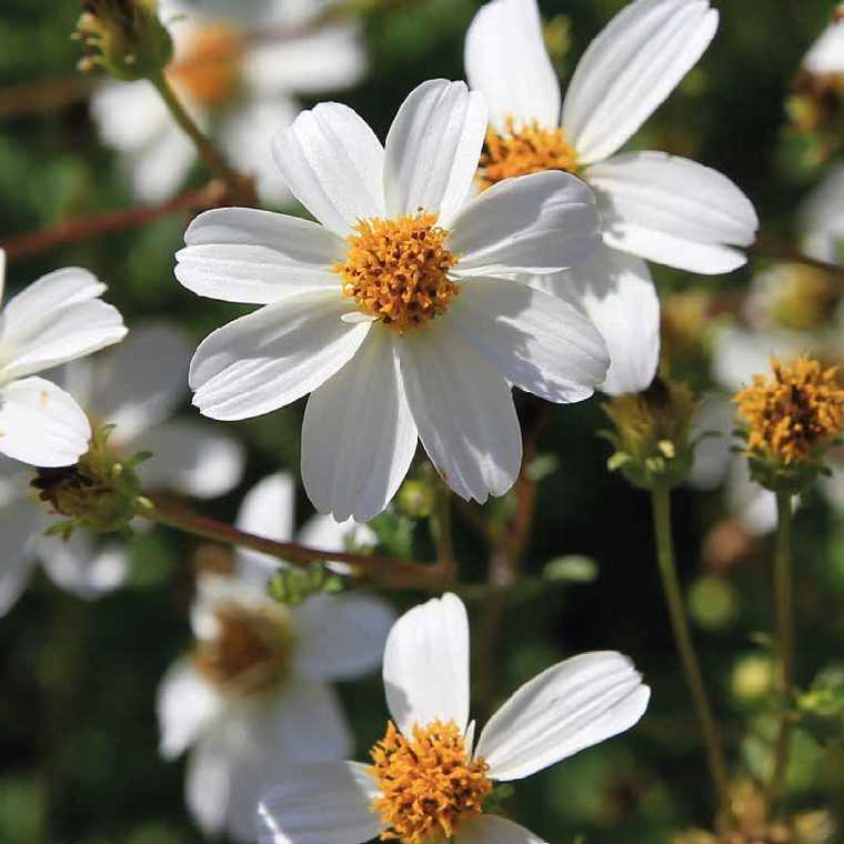 Bidens fleur