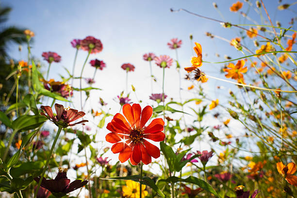 fleurs sauvages