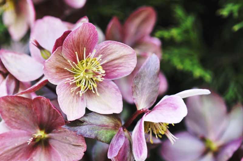 Hellebores