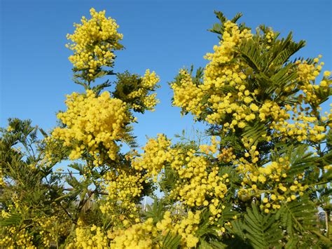 Mimosa d'hiver