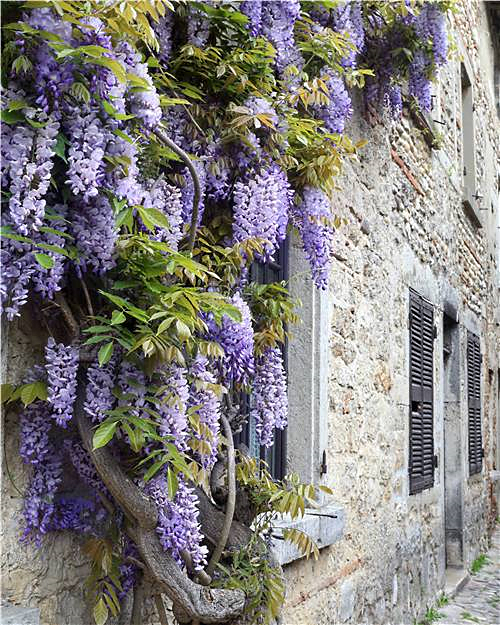 Plantes grimpantes glycine