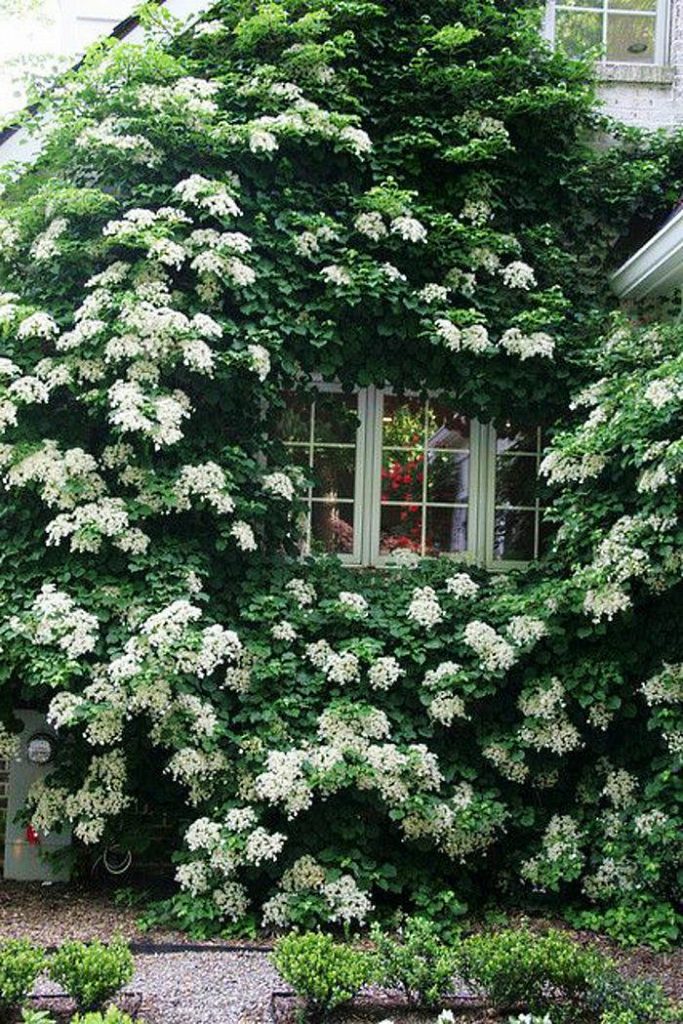 Plantes grimpantes hortensia