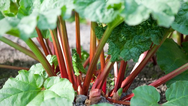 Plants potager, Aromatiques