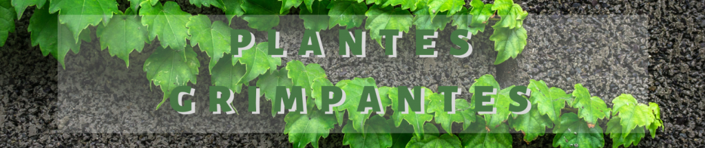 Plantes Grimpantes