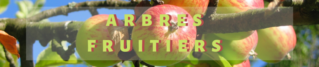 Arbre fruitiers