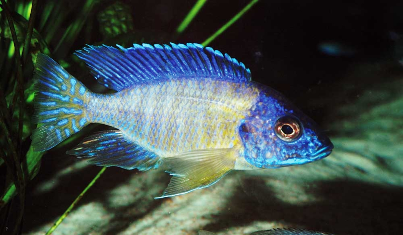 Cichlidé poissons eau chaude