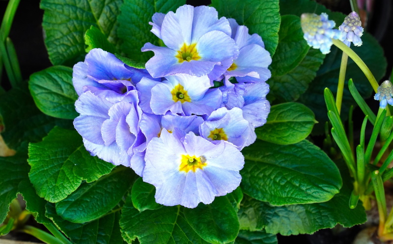 primevère bleu, bisannuelle